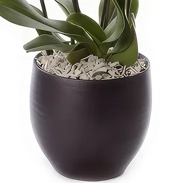 Greece flowers  -  Phalaenopsis Plants Flower Bouquet/Arrangement