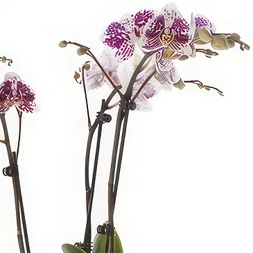 Greece flowers  -  Phalaenopsis Plants Flower Bouquet/Arrangement