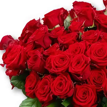 Maastricht Blumen Florist- 50 Premium rote Rosen - Red Naomi | Züchter Bouquet/Blumenschmuck