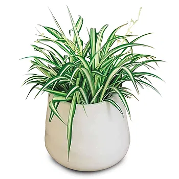 fiorista fiori di Laval- Impianto disinquinante Chlorophytum Fiore Consegna