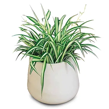 fiorista fiori di Laval- Impianto disinquinante Chlorophytum Bouquet floreale