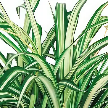 fiorista fiori di Laval- Impianto disinquinante Chlorophytum Bouquet floreale