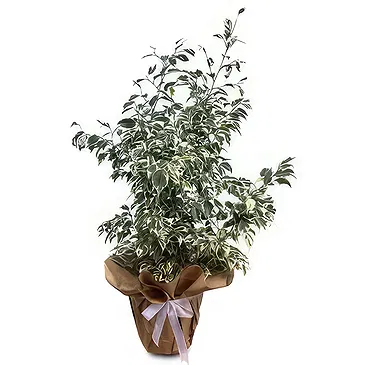 Adma flowers  -  Indoor Display Flower Bouquet/Arrangement