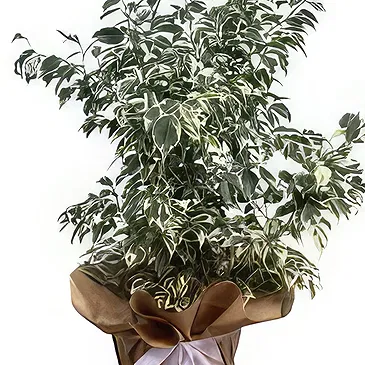 Adma flowers  -  Indoor Display Flower Bouquet/Arrangement