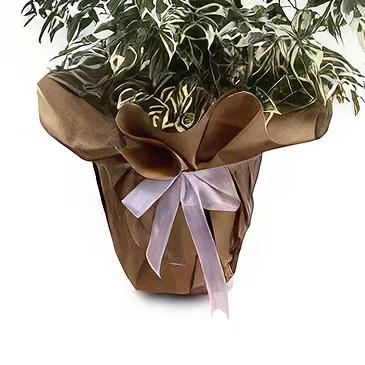 Adma flowers  -  Indoor Display Flower Bouquet/Arrangement