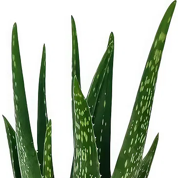 Ipsach Blumen Florist- Aloe Vera Bouquet/Blumenschmuck