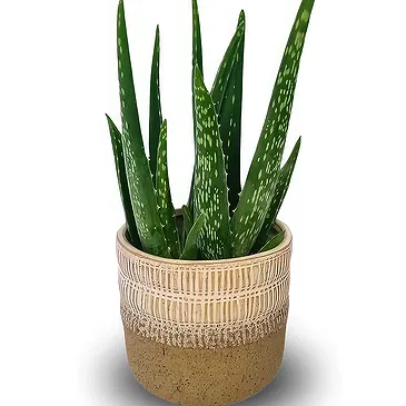 Ipsach Blumen Florist- Aloe Vera Bouquet/Blumenschmuck