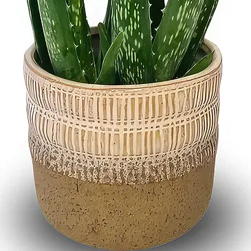 Ipsach Blumen Florist- Aloe Vera Bouquet/Blumenschmuck