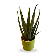 Ghent Online kukkakauppias - Aloe Vera Wellness Plant Kimppu