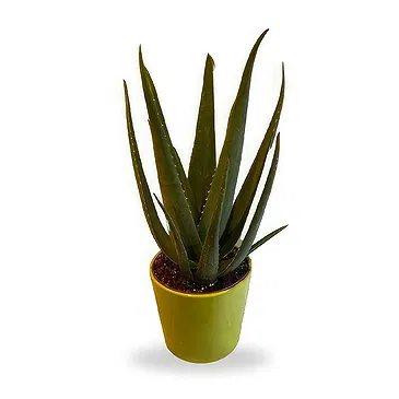 Zande blommor- Aloe Vera Wellness Plant Bukett/blomsterarrangemang