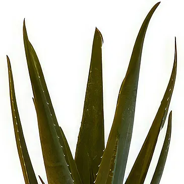 Zande blommor- Aloe Vera Wellness Plant Bukett/blomsterarrangemang