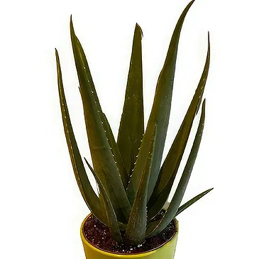 Zande blommor- Aloe Vera Wellness Plant Bukett/blomsterarrangemang