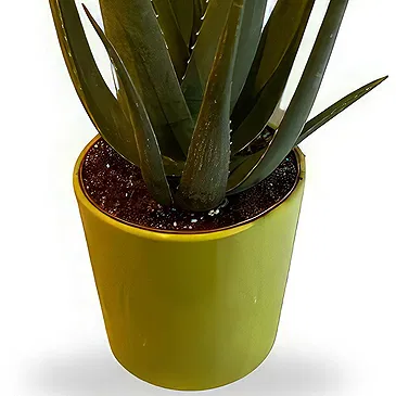 Zande blommor- Aloe Vera Wellness Plant Bukett/blomsterarrangemang