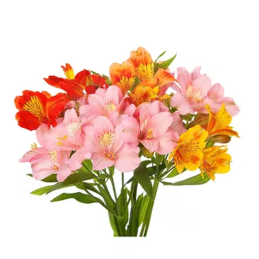 fiorista fiori di Firenze- Bouquet di Alstroemeria colorata Bouquet floreale
