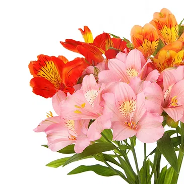 fiorista fiori di Firenze- Bouquet di Alstroemeria colorata Bouquet floreale