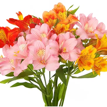 fiorista fiori di Firenze- Bouquet di Alstroemeria colorata Bouquet floreale