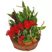 Marseille online Blomsterhandler - Antho Gardener Plantekurv Buket