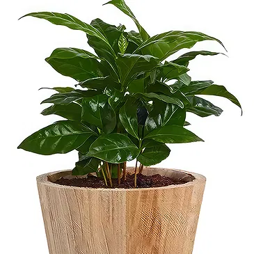 Ipsach Blumen Florist- Arabischer Kaffee Bouquet/Blumenschmuck