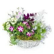 Le Gosier online Florist - Assembly of pink and purple Rosea plants Bouquet