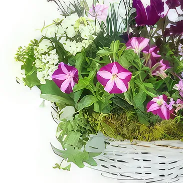 fiorista fiori di Laval- Assemblaggio di piante di Rosea rosa e viola Bouquet floreale