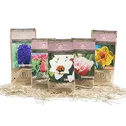 Tarut Online Blumenhändler - Kleiner Blumenkasten Blumenstrauß