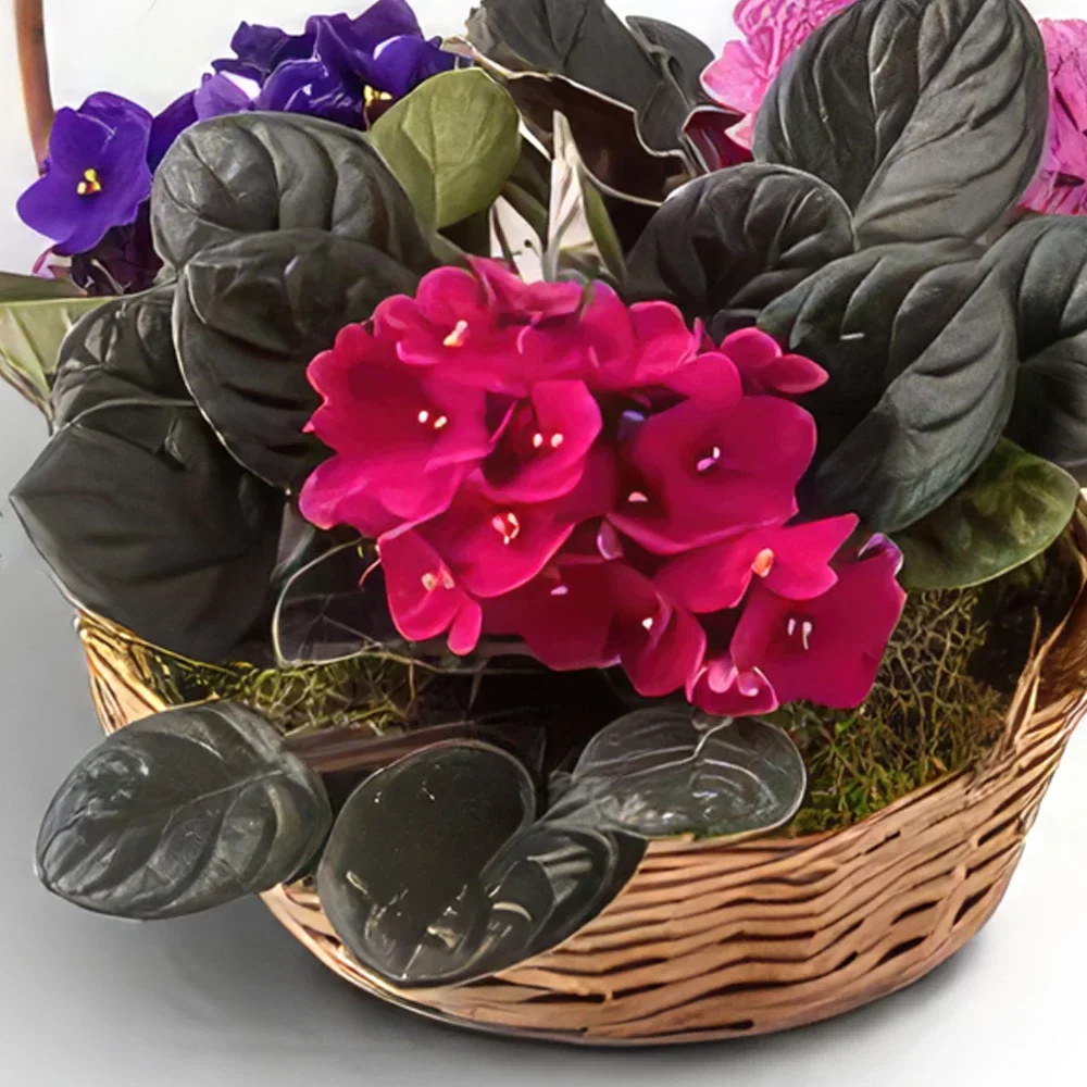 Belem bunga- Keranjang dengan 3 Vas Violet Rangkaian bunga karangan bunga