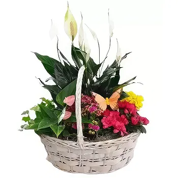 Madrid flowers  -  Colorful Basket  Flower Delivery