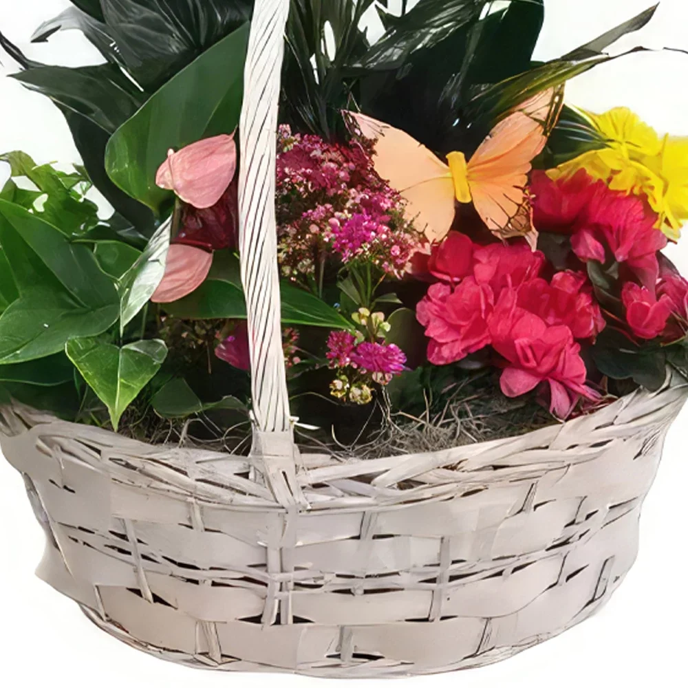 بائع زهور فيونجيرولا- سلة ملونة باقة الزهور