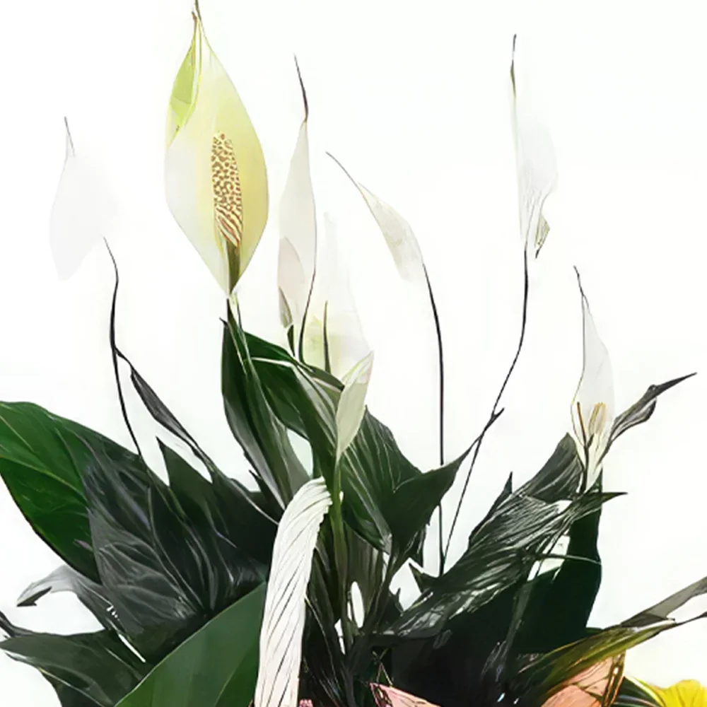 Mijas / Mijas Costa kwiaty- Kolorowy kosz Bukiet ikiebana