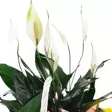 Cala Llonga flowers  -  Colorful Basket  Flower Bouquet/Arrangement