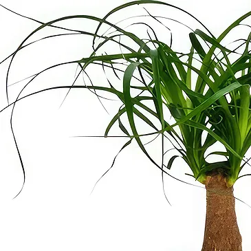 Monteceneri flowers  -  Ponytail Palm Flower Bouquet/Arrangement