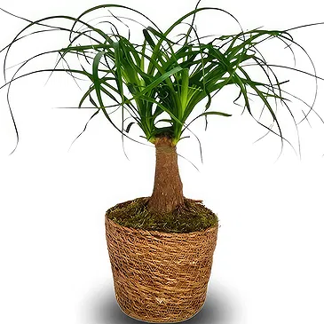 Monteceneri flowers  -  Ponytail Palm Flower Bouquet/Arrangement