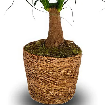 Monteceneri flowers  -  Ponytail Palm Flower Bouquet/Arrangement