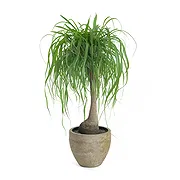 Firenze Fiorista online - Pianta Beaucarnea Mazzo