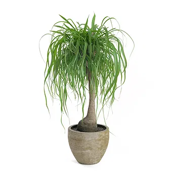 Vignone flowers  -  Beaucarnea Plant Flower Delivery