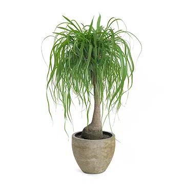 Vignone flowers  -  Beaucarnea Plant Flower Bouquet/Arrangement