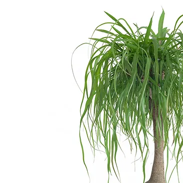 Vignone flowers  -  Beaucarnea Plant Flower Bouquet/Arrangement