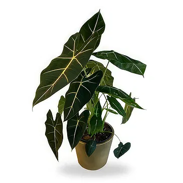 Zande blommor- Vackra Alocasia Bukett/blomsterarrangemang