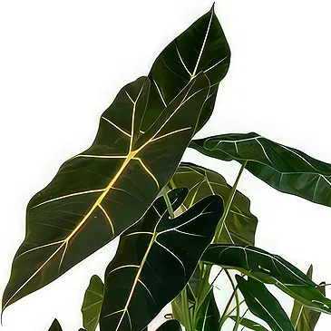 Zande blommor- Vackra Alocasia Bukett/blomsterarrangemang