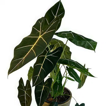 Zande blommor- Vackra Alocasia Bukett/blomsterarrangemang