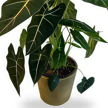 Zande blommor- Vackra Alocasia Bukett/blomsterarrangemang