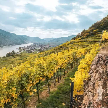 fiorista fiori di Frankfurt- Bellissimo vino bianco austriaco Bouquet floreale