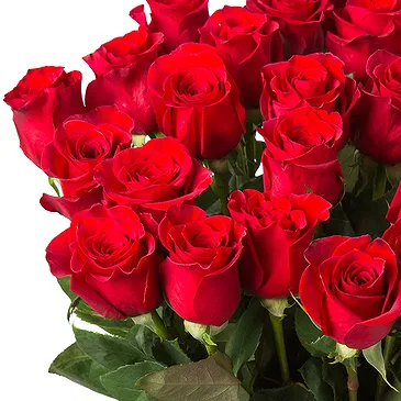 Oman flowers  -  20 Red Roses Flower Bouquet/Arrangement