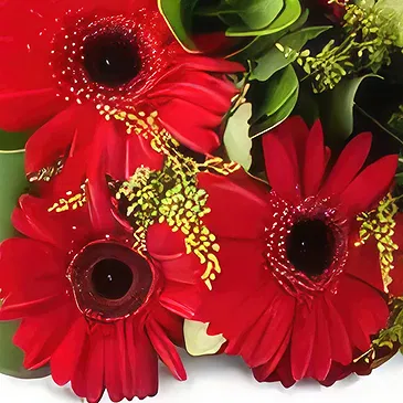Brazil flowers  -  Bouquet of 6 same-colored gerberas Flower Bouquet/Arrangement