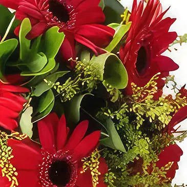 Brazil flowers  -  Bouquet of 6 same-colored gerberas Flower Bouquet/Arrangement
