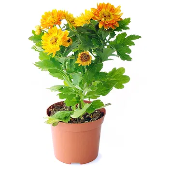 San Marino flowers  -  Orange chrysanthemum Flower Delivery