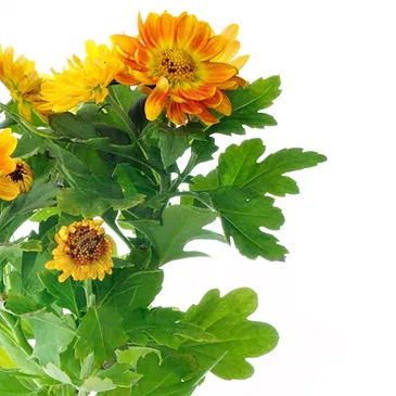 Italy flowers  -  Orange chrysanthemum Flower Bouquet/Arrangement