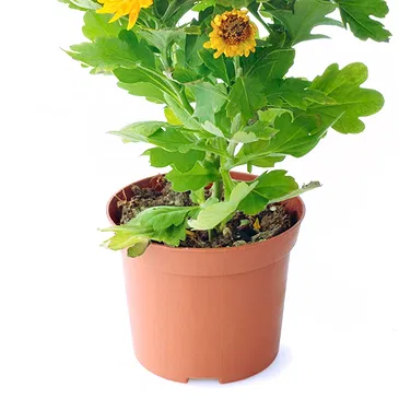 Italy flowers  -  Orange chrysanthemum Flower Bouquet/Arrangement