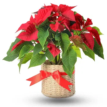 United Kingdom flowers  -  Red poisettia in basket Flower Delivery