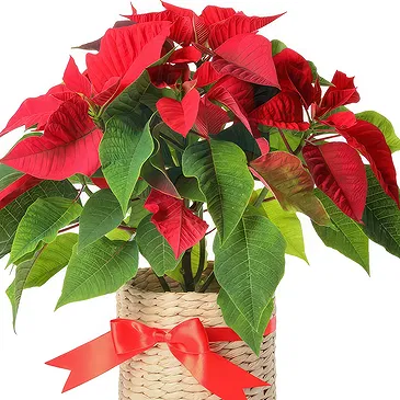 London flowers  -  Red poisettia in basket Flower Bouquet/Arrangement